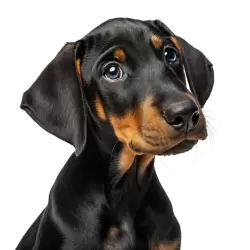 Imagen PNG para descargar